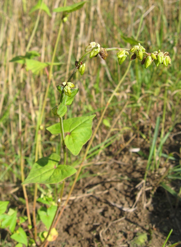 Image of Fagopyrum tataricum specimen.