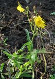 Sonchus arvensis