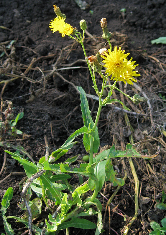 Изображение особи Sonchus arvensis.