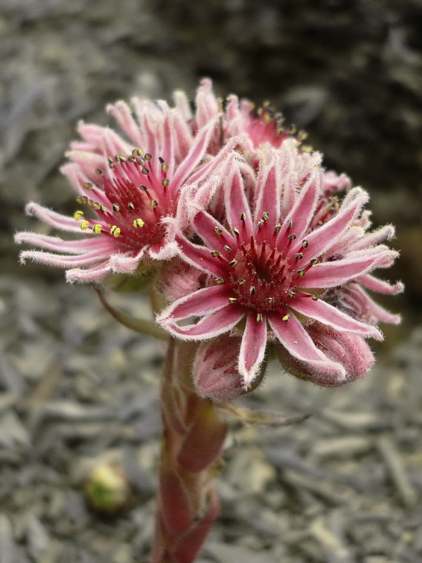 Изображение особи Sempervivum caucasicum.