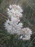 Allium savranicum. Соцветия. Украина, Днепропетровская обл., левый берег Днепра, песок. 08.08.2009.