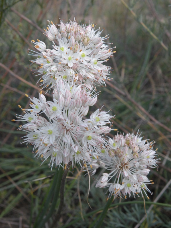 Image of Allium savranicum specimen.