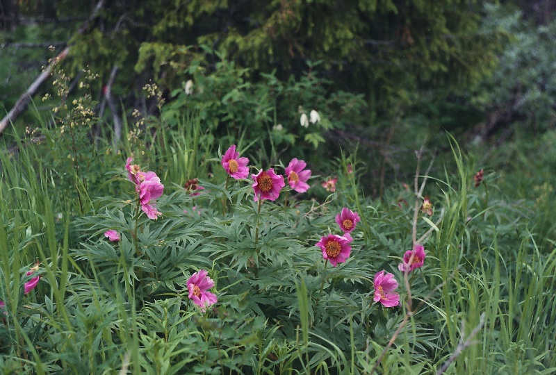 Изображение особи Paeonia anomala.