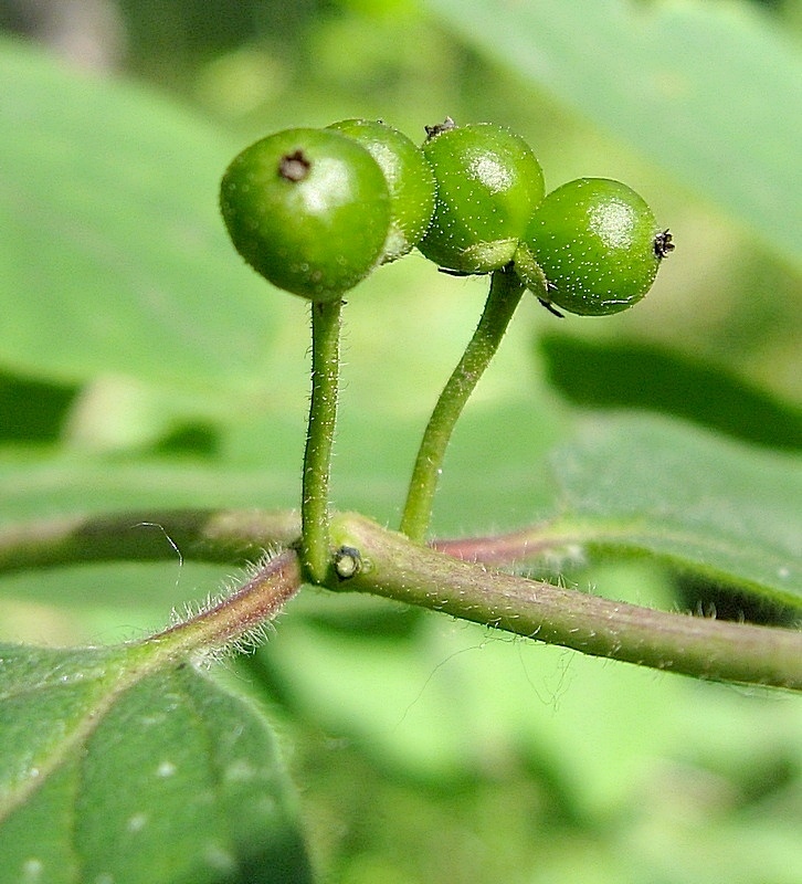 Изображение особи Lonicera xylosteum.