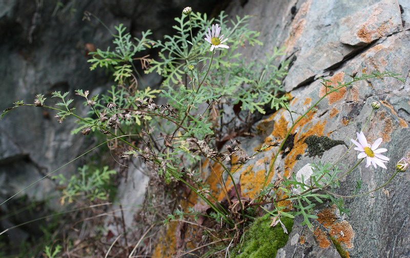 Image of Chrysanthemum sinuatum specimen.