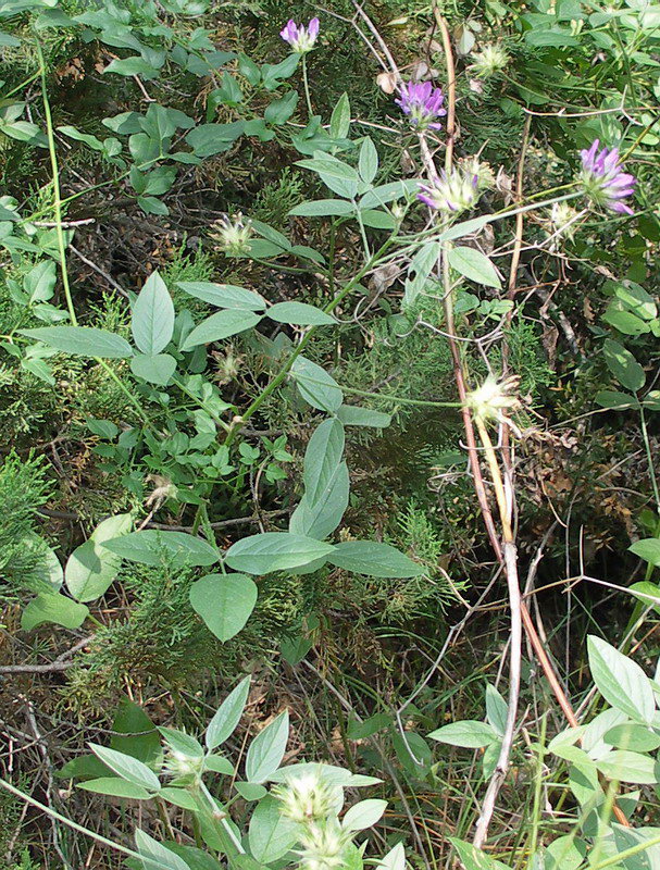 Image of Psoralea bituminosa ssp. pontica specimen.