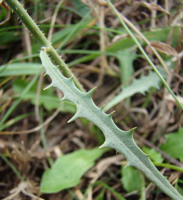 Изображение особи Chondrilla graminea.