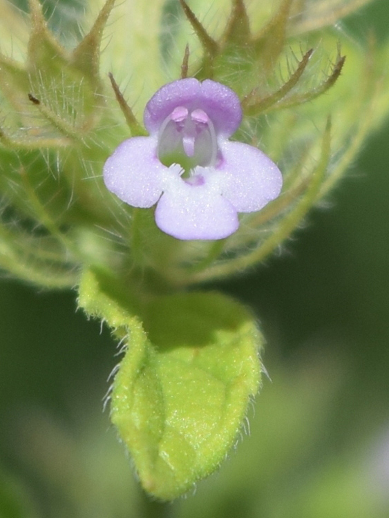 Image of Clinopodium integerrimum specimen.