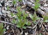 Trientalis europaea