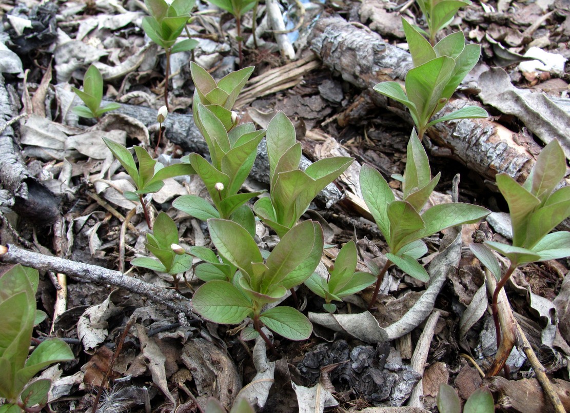 Image of Trientalis europaea specimen.