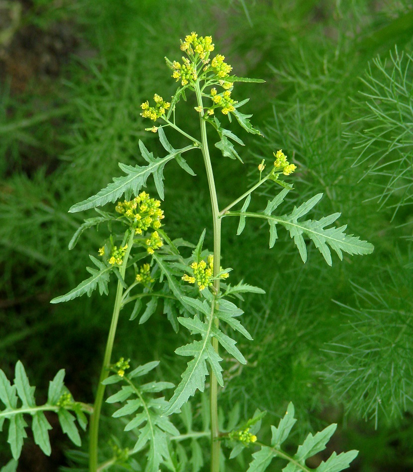 Изображение особи Rorippa palustris.