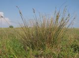Juncus maritimus