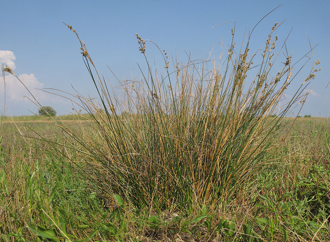 Image of Juncus maritimus specimen.