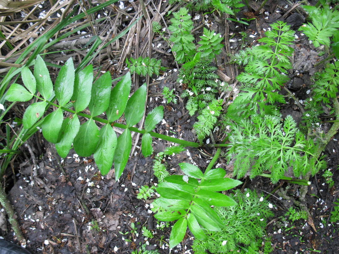 Изображение особи Sium latifolium.