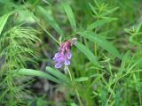 Vicia venosa. Верхушка цветущего растения. Иркутская обл., Шелеховский р-н, окр. пос. Глубокая, лес. 22.06.2014.