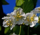 Actinidia kolomikta