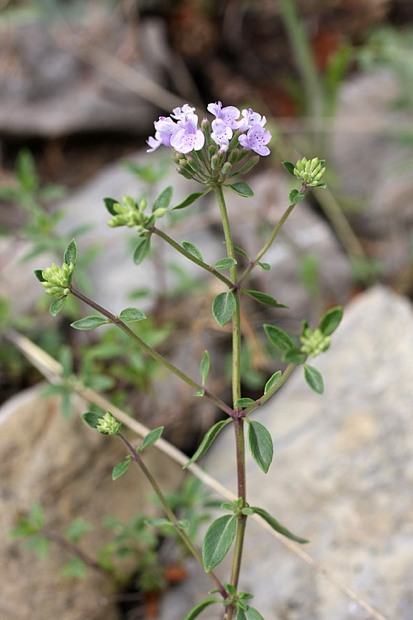 Изображение особи Ziziphora pedicellata.