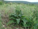 Verbascum nigrum. Молодое растение с развивающимися соцветиями. Иркутская обл., Иркутский р-н, окр. с. Пивовариха, долина р. Ушаковка. 30.06.2014.