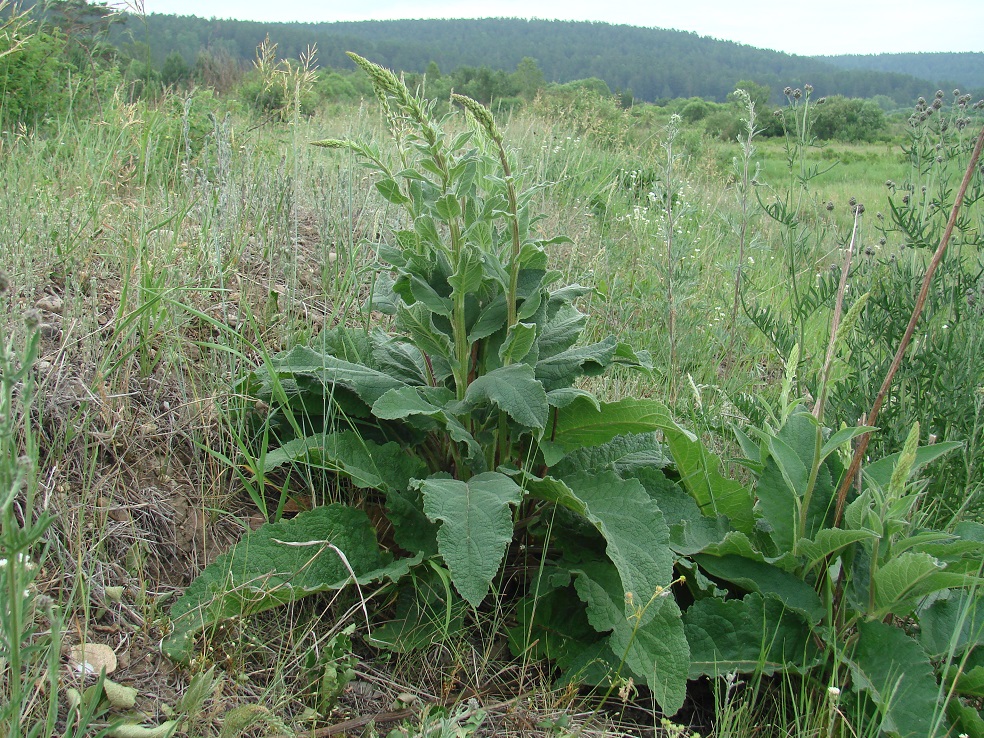 Изображение особи Verbascum nigrum.