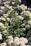 Spiraea pilosa