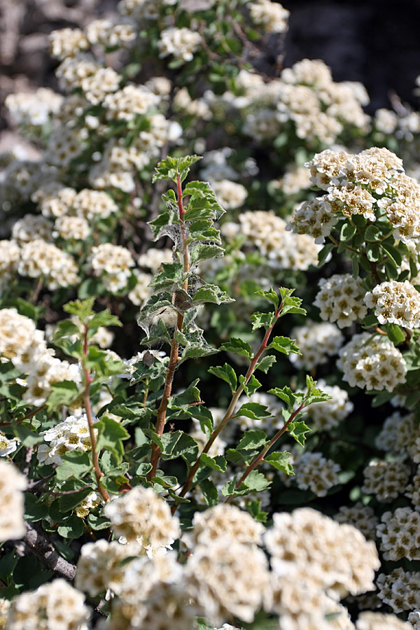 Изображение особи Spiraea pilosa.