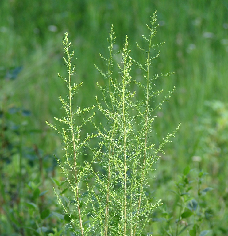 Изображение особи Artemisia scoparia.