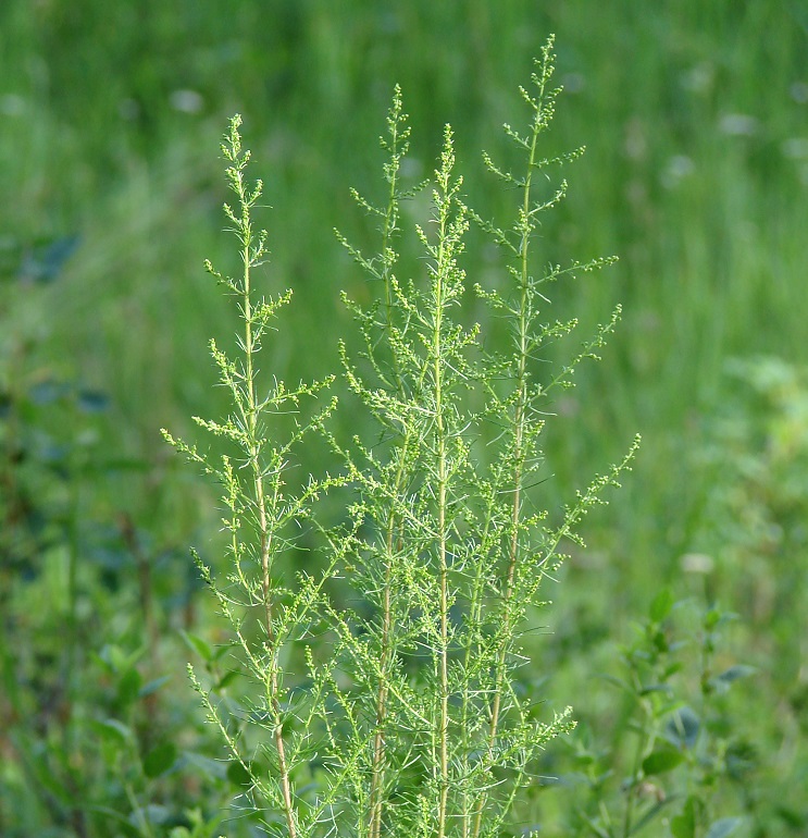 Image of Artemisia scoparia specimen.