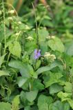 Stachytarpheta jamaicensis. Верхушка цветущего растения. Андаманские острова, о-в Хейвлок, у дороги. 31.12.2014.