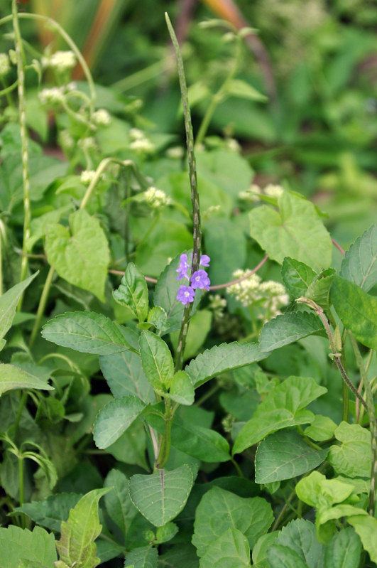 Изображение особи Stachytarpheta jamaicensis.