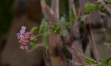 Malpighia glabra. Побег с соцветиями. Израиль, г. Эйлат, ботанический сад. 12.10.2015.