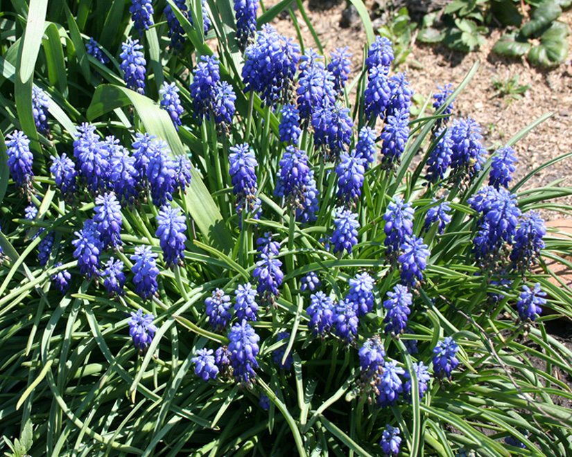 Изображение особи Muscari armeniacum.