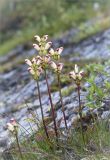 Pedicularis sceptrum-carolinum. Цветущие растения на луговине на скальном берегу реки. Мурманская обл., п-ов Рыбачий, долина р. Скорбеевская. 30.07.2015.