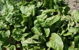 Beta vulgaris