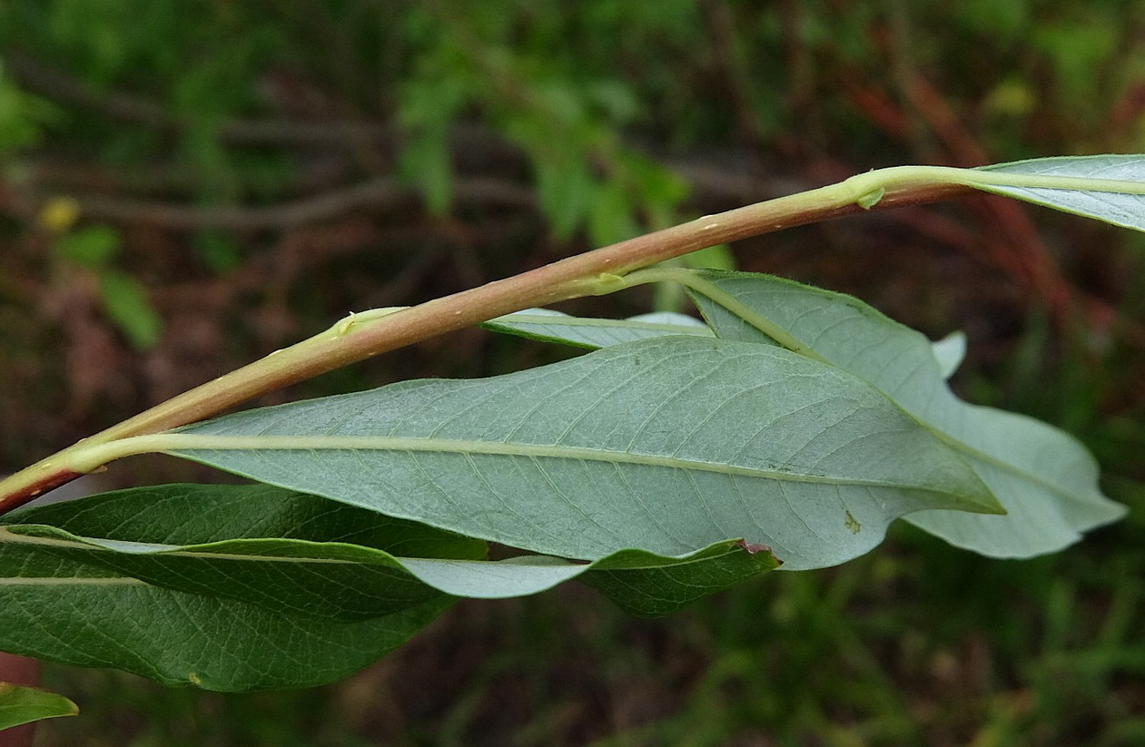 Изображение особи Salix udensis.