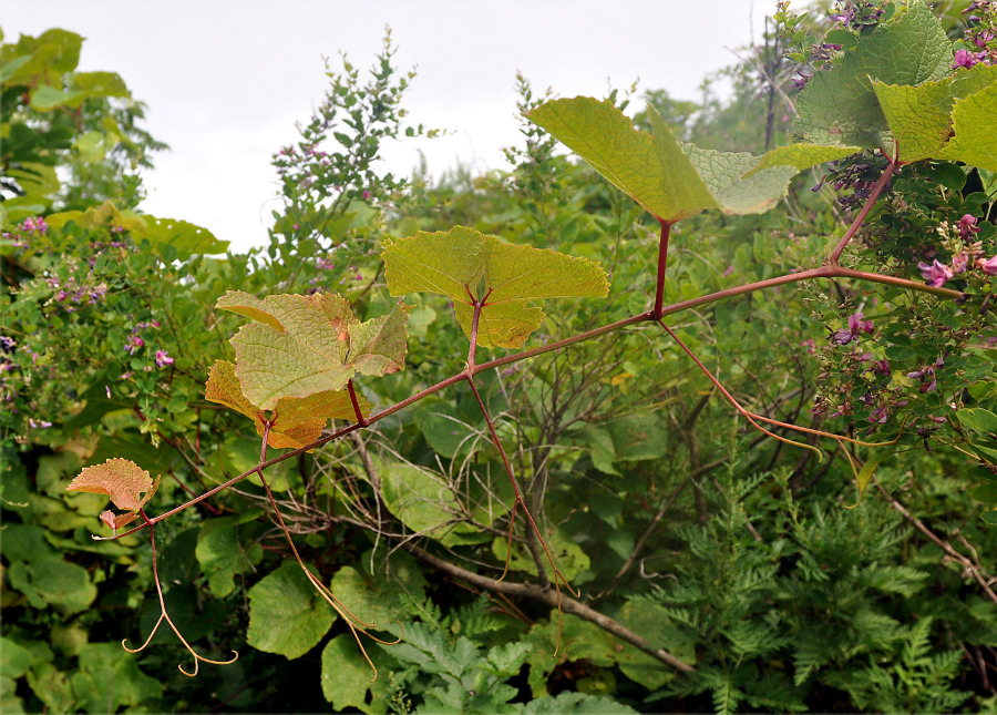 Image of Vitis amurensis specimen.