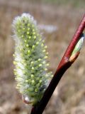 genus Salix