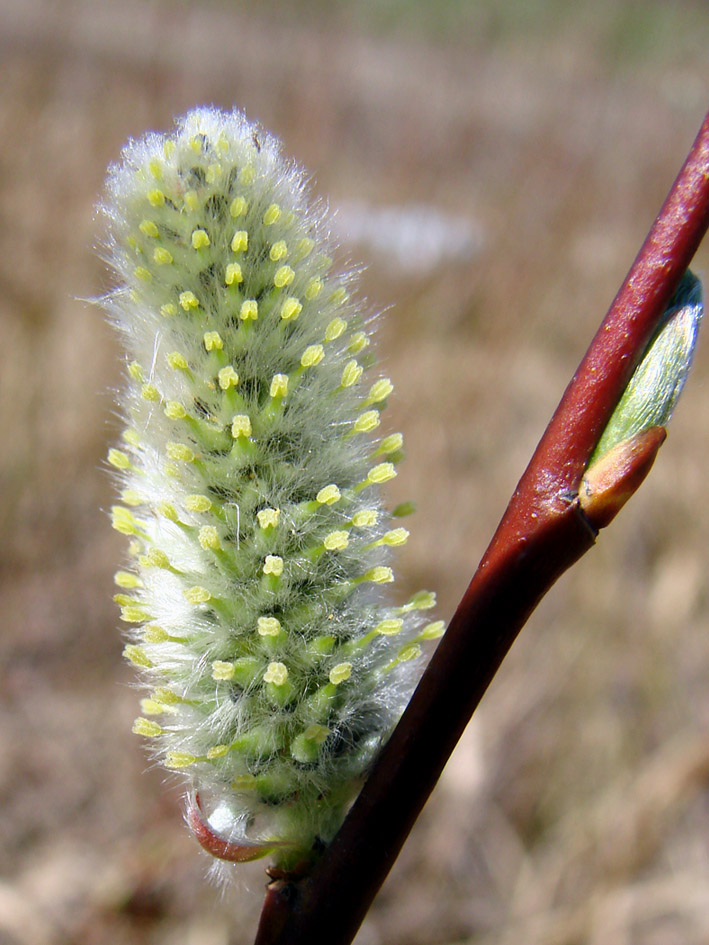 Image of genus Salix specimen.