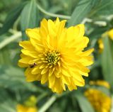 Rudbeckia laciniata var. hortensia