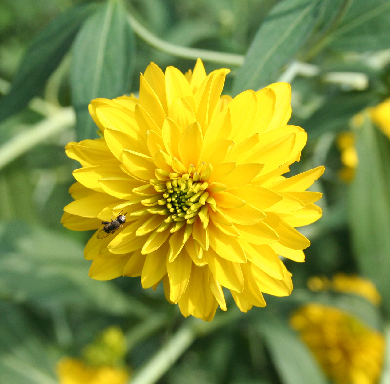 Изображение особи Rudbeckia laciniata var. hortensia.