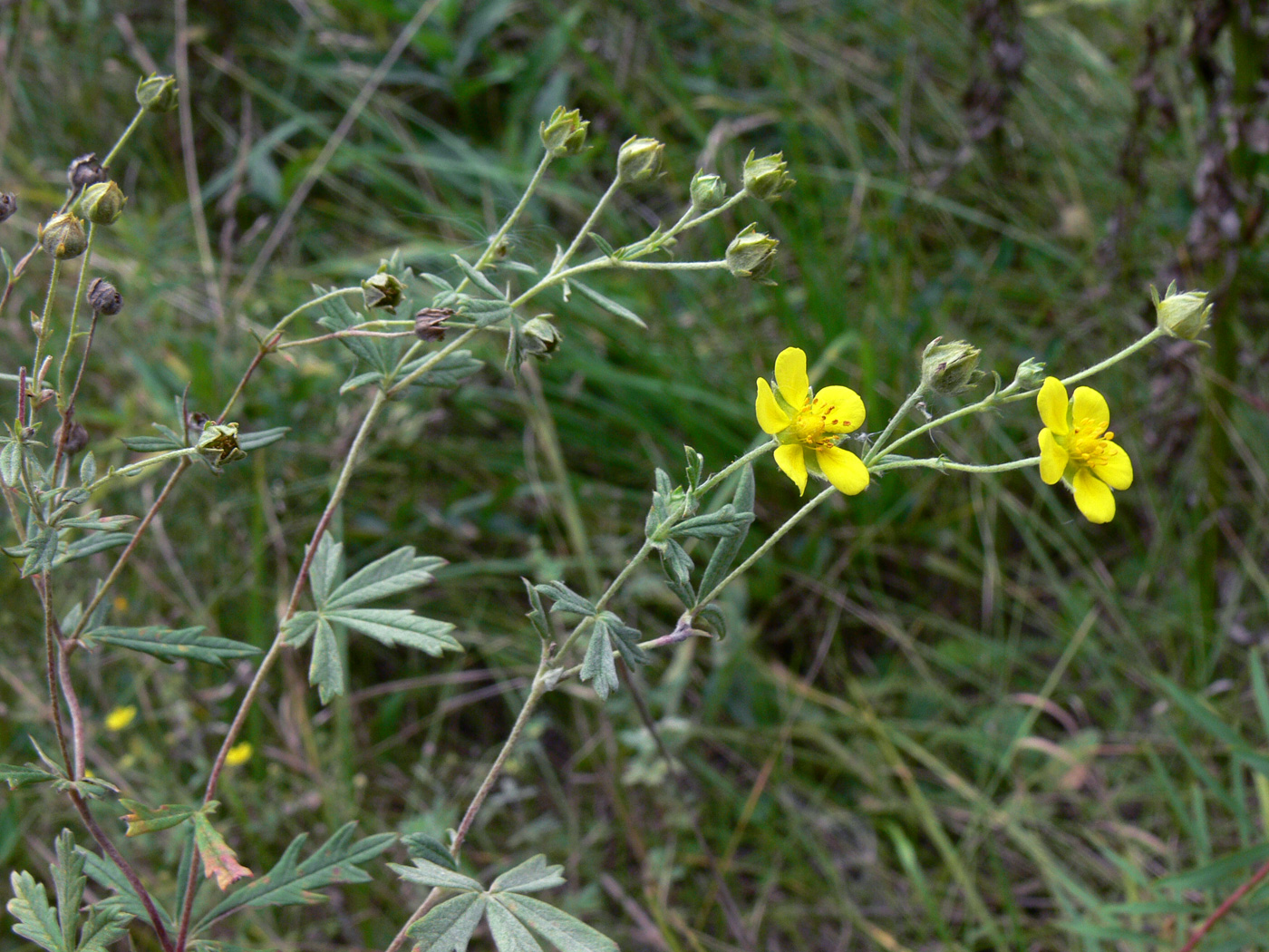 Изображение особи Potentilla heidenreichii.