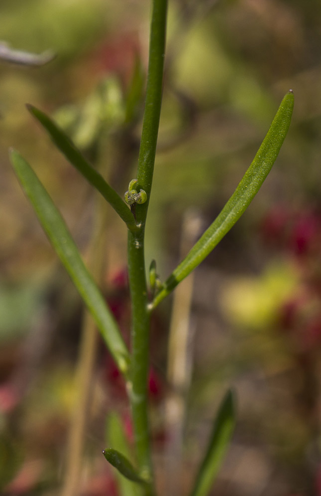 Изображение особи Linaria pelisseriana.