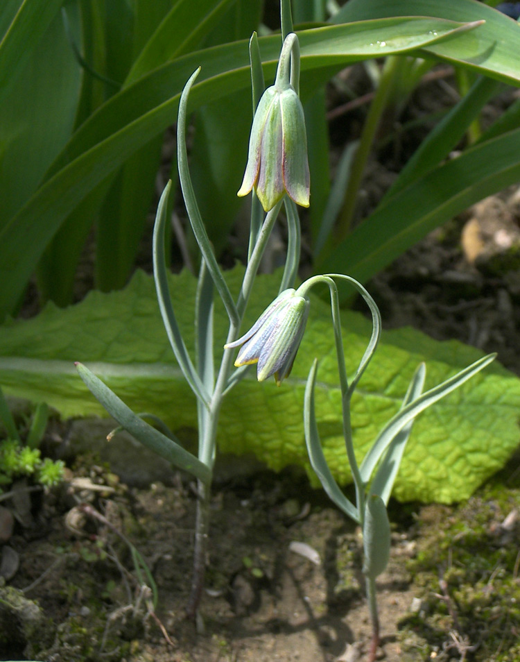 Изображение особи Fritillaria fleischeriana.