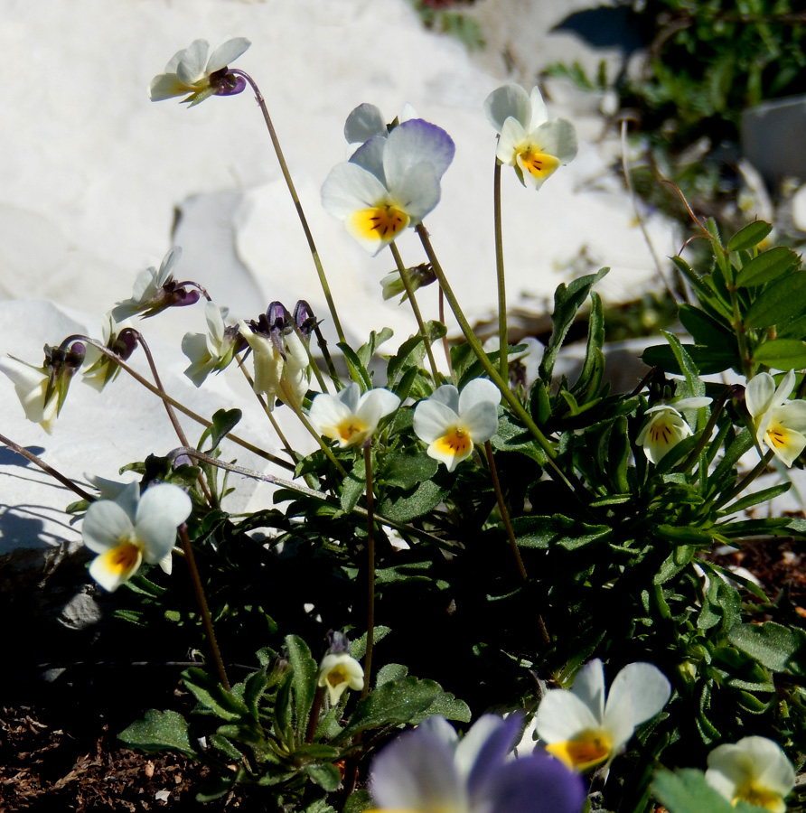 Image of Viola hymettia specimen.