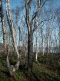 Sorbus aucuparia