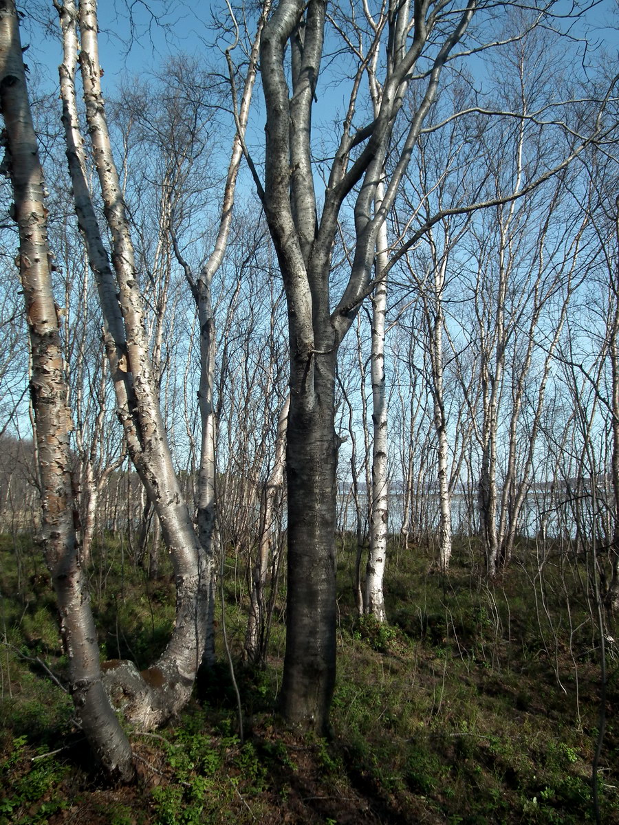 Image of Sorbus aucuparia specimen.