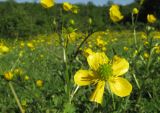 Ranunculus aleae. Цветок и завязавшийся плод. Краснодарский край, Абинский р-н, окр. станицы Шапсугская, поляна в междуречье р. Скобидо и р. Адегой. 02.05.2016.