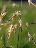 Bromopsis inermis. Фрагмент средней части соцветия. Санкт-Петербург. 16.09.2009.