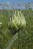 Crepis alpina