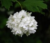 Viburnum opulus f. roseum