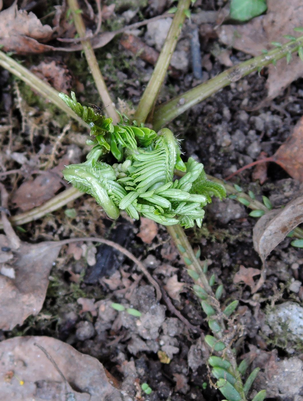 Image of Pteridophyllum racemosum specimen.